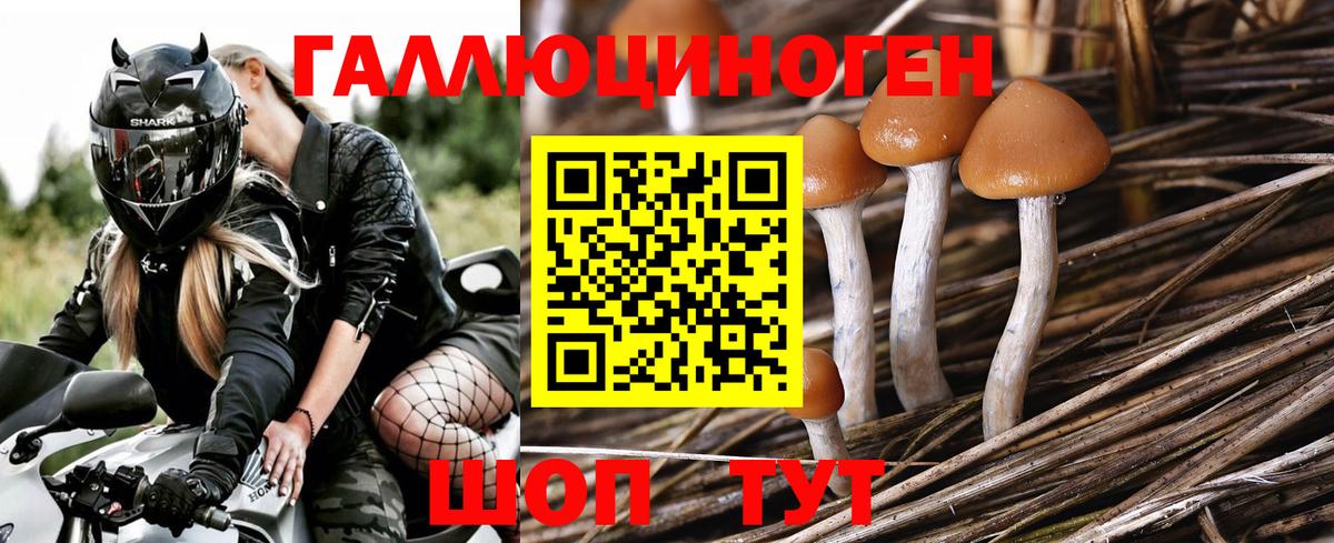 Галлюциногенные грибы Psilocybe Медногорск